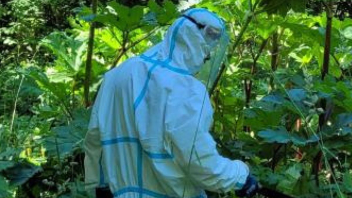 Leśnicy zwalczają inwazyjne gatunki.