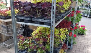 Czesi szturmują polskie sklepy na wiosnę. "Nawet ziemia jest tu tańsza"