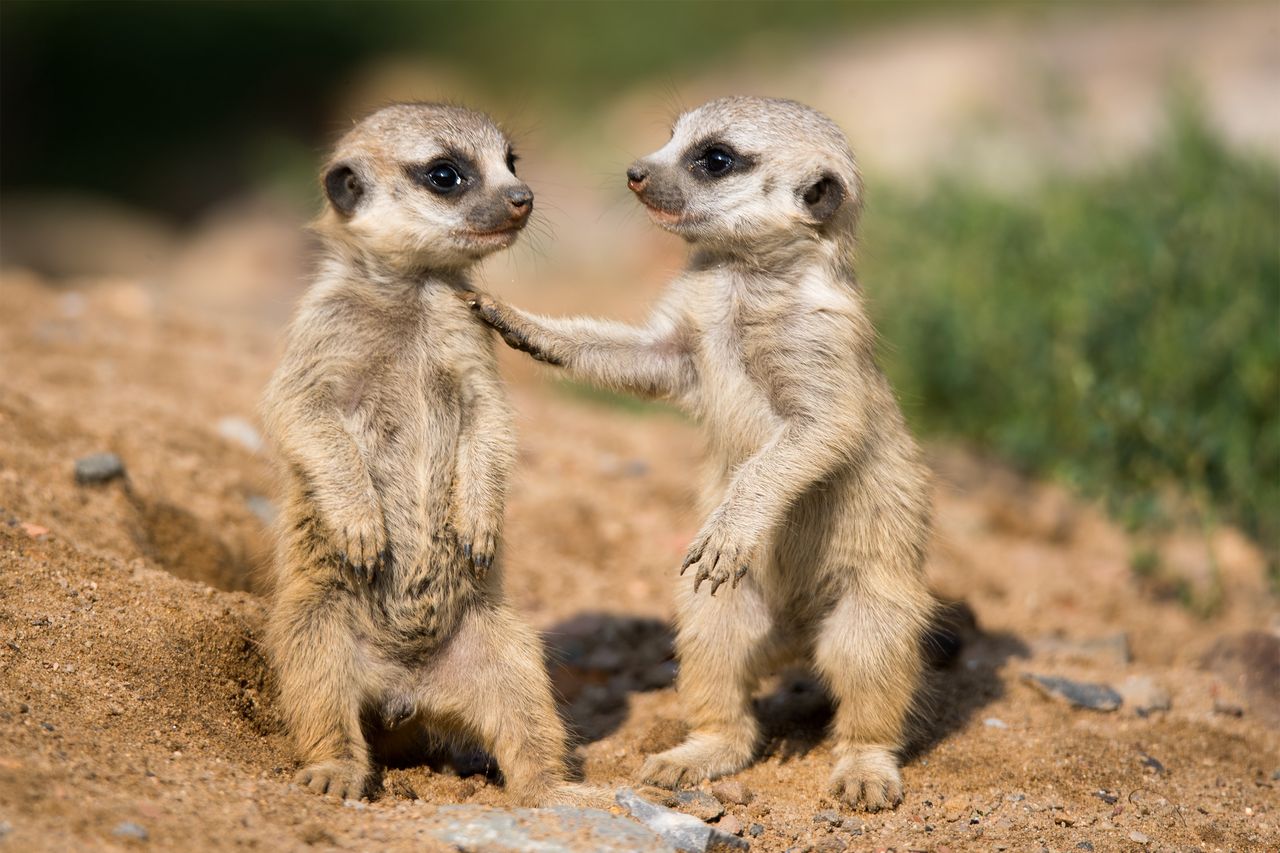 Toruń: Jesień w Ogrodzie Zoobotanicznym. Można przynosić zwierzętom jej dary. Co konkretnie?