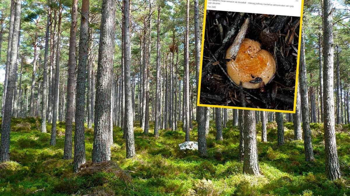 Rydze pojawiły się w lasach 