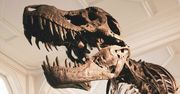 Pierwsza taka aukcja w Europie. Pod młotek trafi król dinozaurów