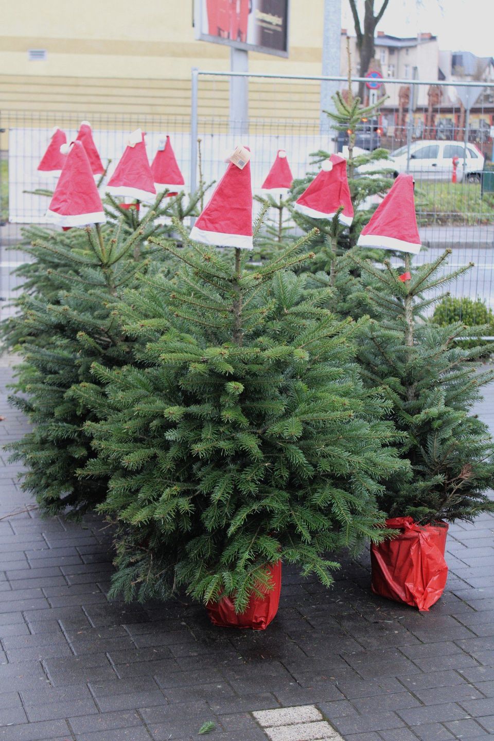 RUSZYŁA SPRZEDAŻ CHOINEK