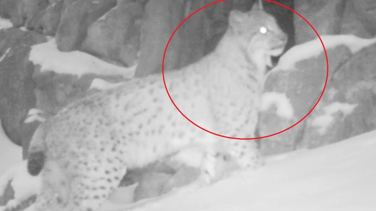 Nagranie rysia okazało się internetowym hitem