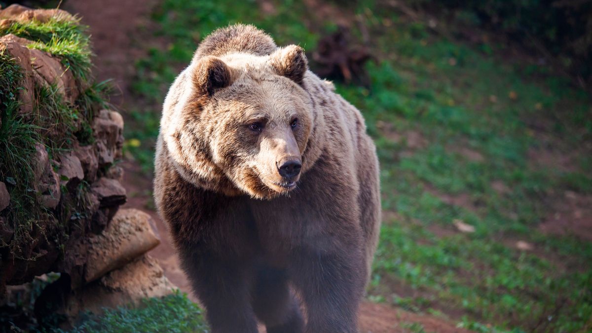 niedźwiedź, braun, zwierzak, dzika, niedźwiedź brunatny, dzika natura, charakter, ssak, grizli, futro, drapieznik, ogród zoologiczny, bory, duzy, groźny, alaska, ursus, glow, carnivore
