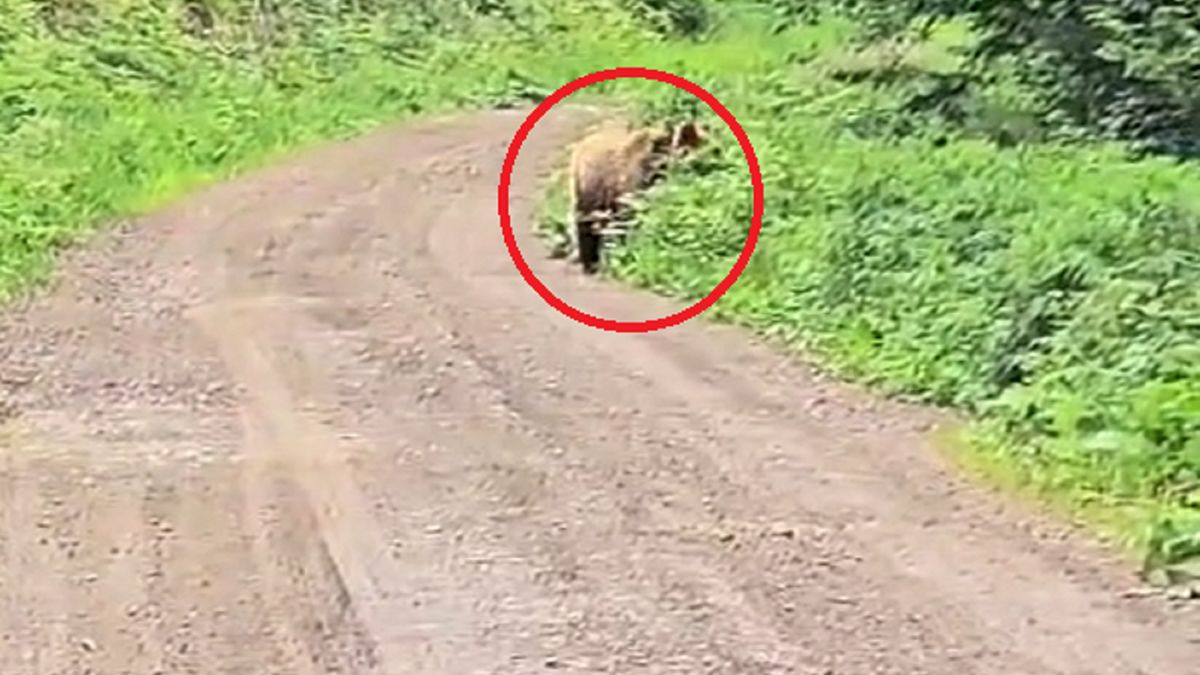 Leśnik stał i nagrywał. Drapieżnik szedł w jego kierunku