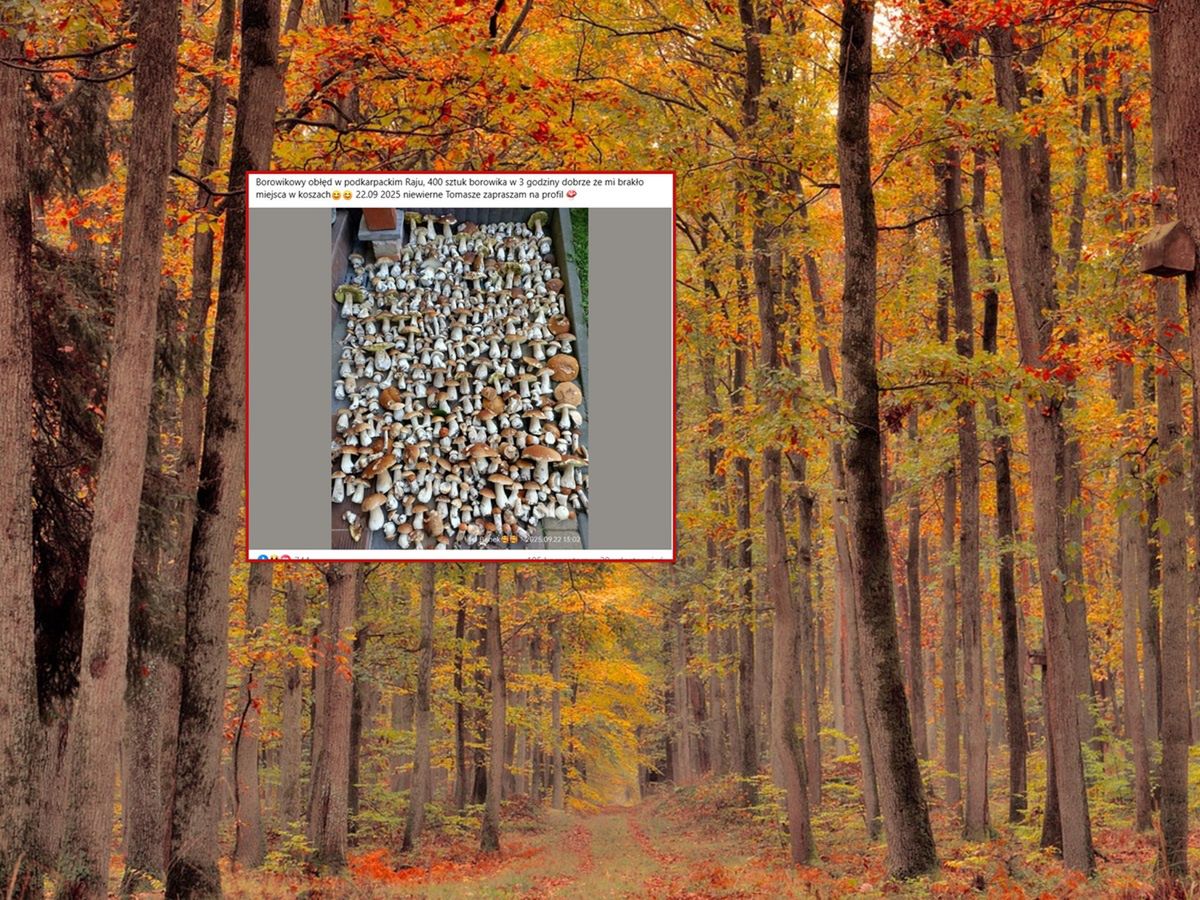 "Borowikowy obłęd". Trzy godziny w lesie. Znalazł 400 grzybów