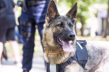 Ostrołęka: Policja zaprasza mieszkańców na festyn