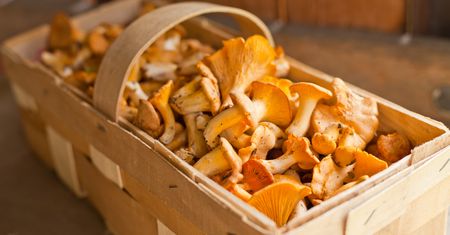 Polacy co roku marnują kilogramy kurek. Wszystko przez prosty błąd