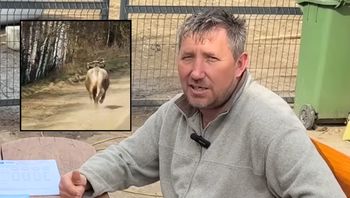 Krowa uciekła Andrzejowi z Plutycz. "Niby spokojna, ja metr od niej"