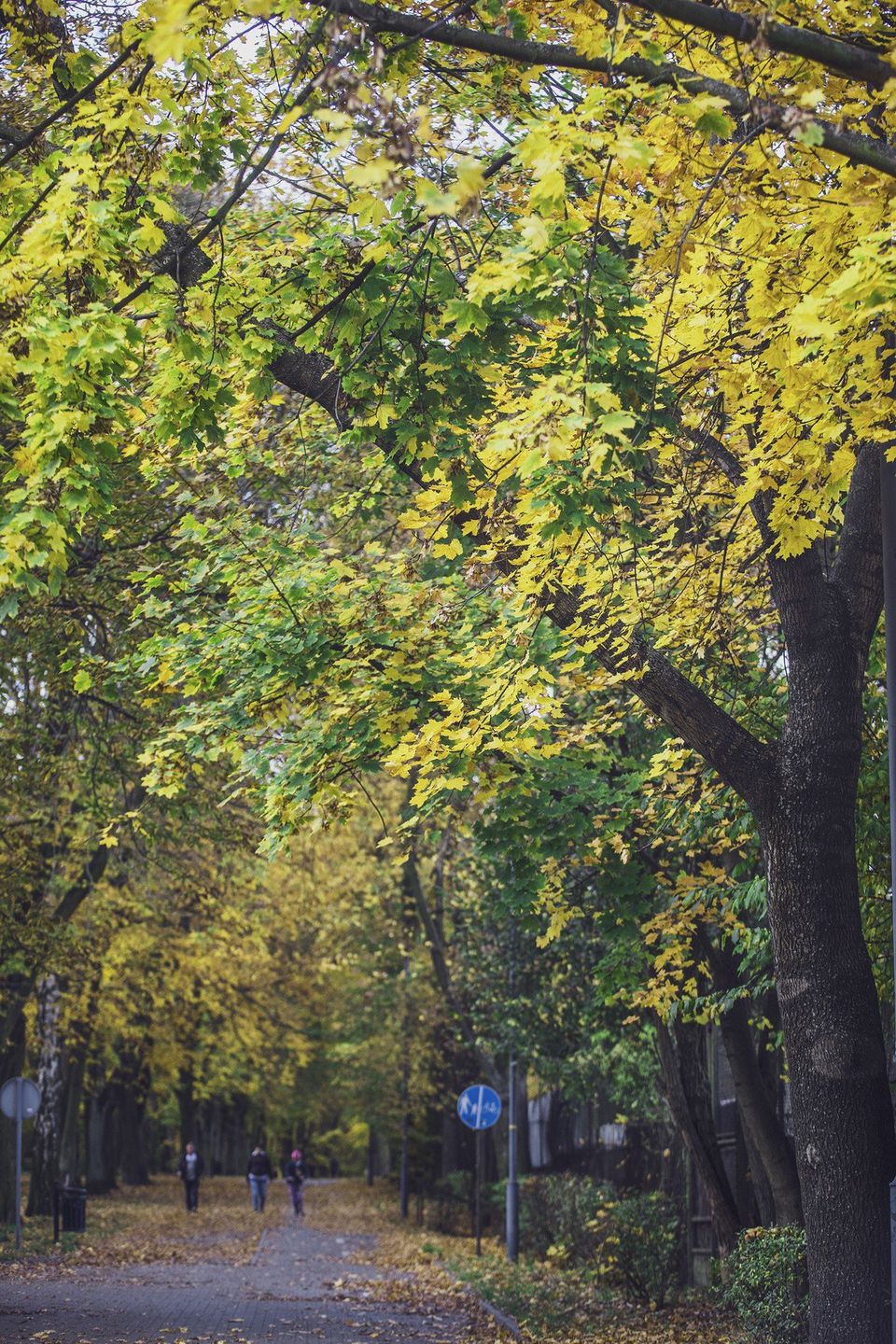 Ten park z XIX wieku na Śląsku zachwyca jesienią