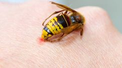 Wstrząs anafilaktyczny po ukąszeniu