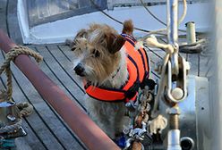 W Holandii nad wodą