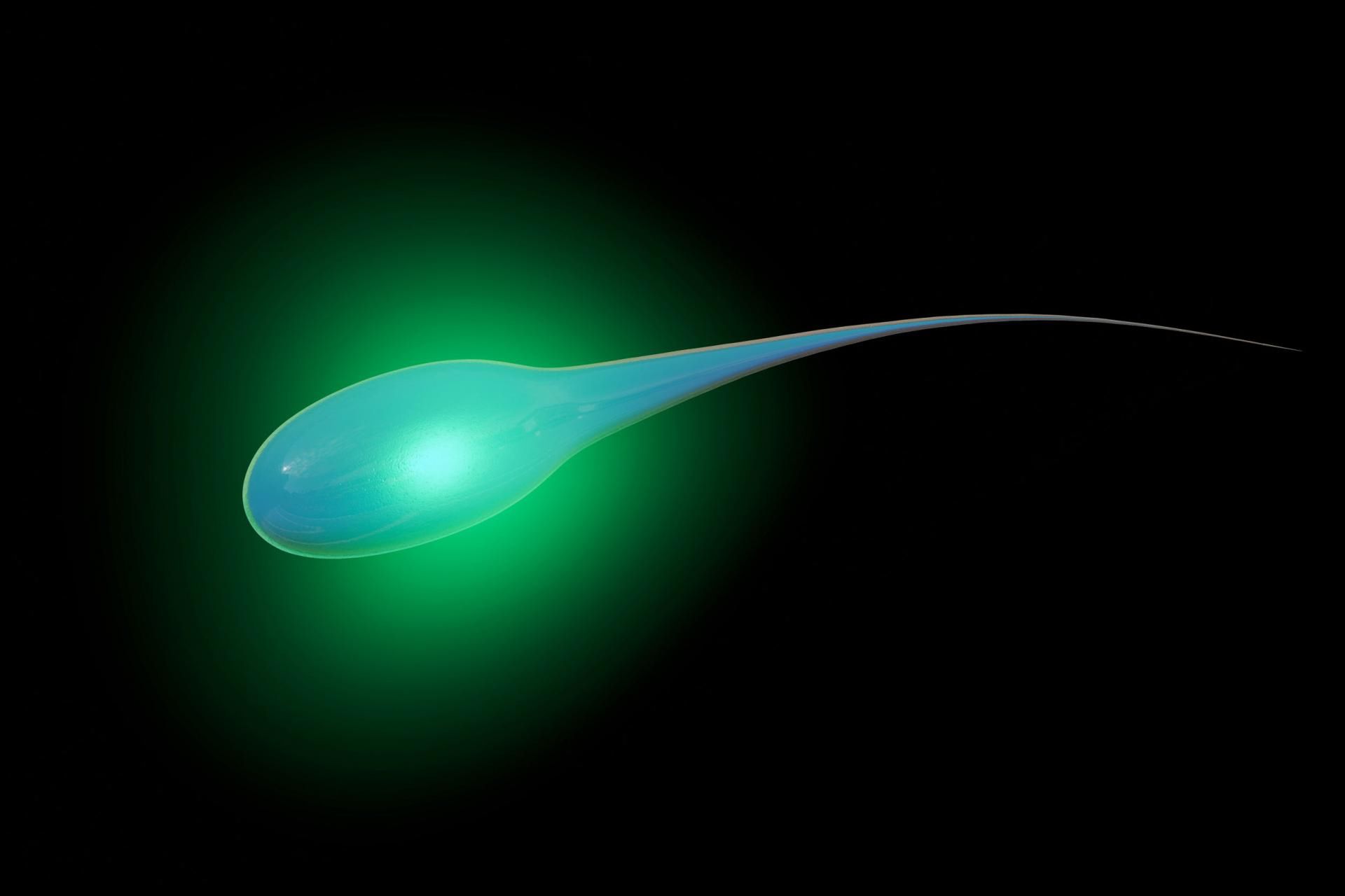 Plemniki powstają w jądrach.