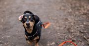 Radom: Spacer socjalizacyjny z Dog School i Anią Górką nad zalewem
