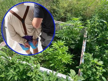 Łapy: Uprawiał konopie indyjskie. Spodziewał się policji
