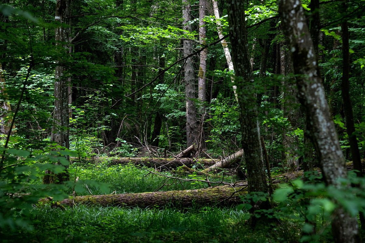 Puszcza Białowieska znajduje się na Podlasiu.