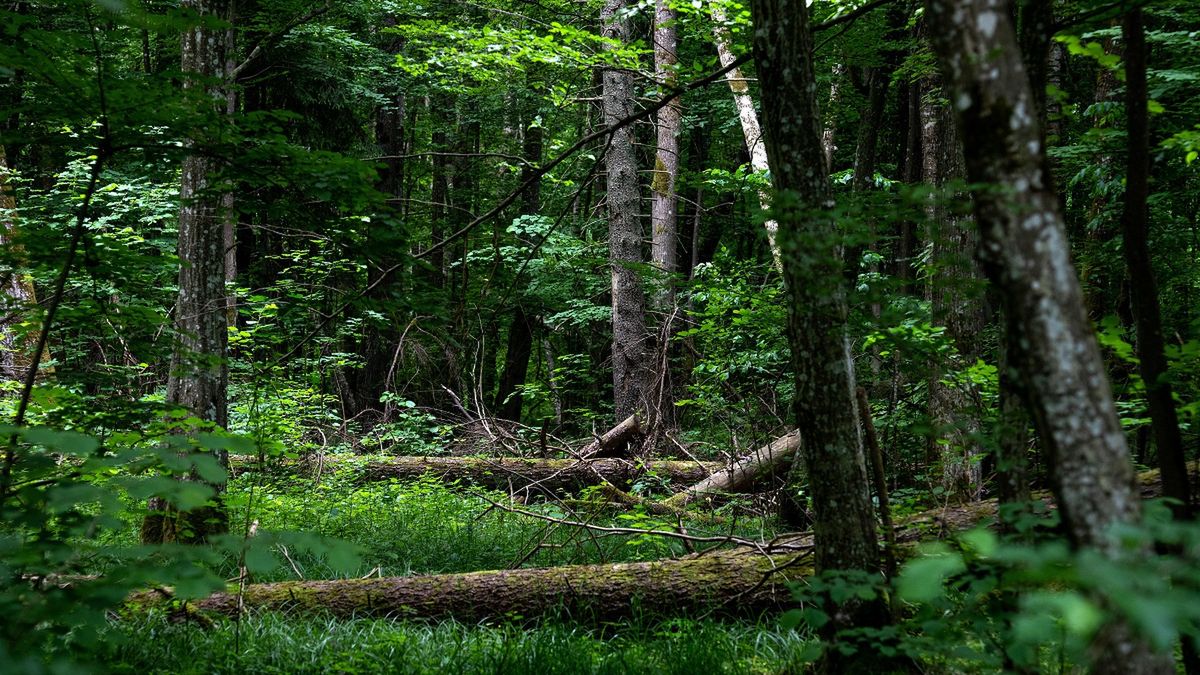 Puszcza Białowieska znajduje się na Podlasiu.