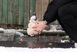 Wysadzili surową kurę