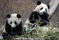 Ludzie odpowiedzialni za wymarcie pand wielkich