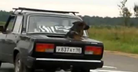 Pieskie życie w Rosji