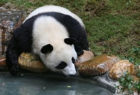 Chiny otworzą największy na świecie rezerwat dla pand