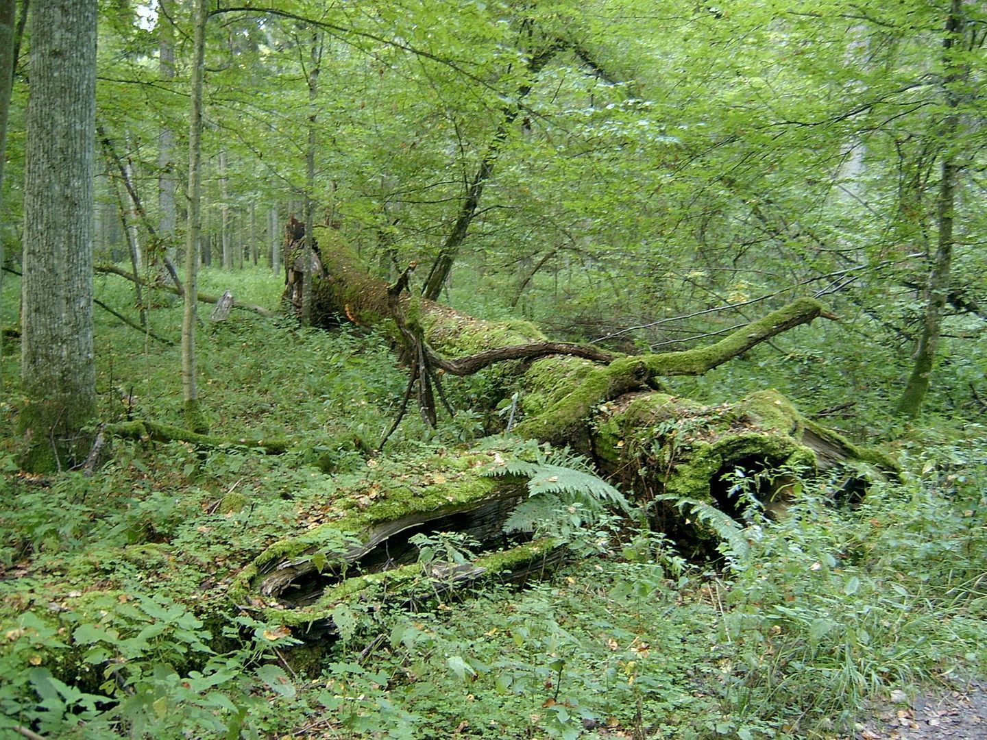 Obraz