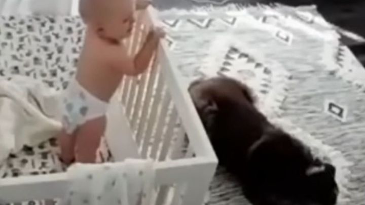 Pies nie wytrzymał i podszedł do łóżeczka