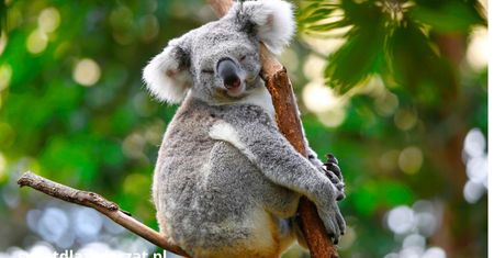 Australia zatwierdziła pierwszą szczepionkę chroniącą koale przed chlamydią