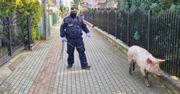 Wstrząsające odkrycie policji w Wejherowie. Wszystko dzięki świni