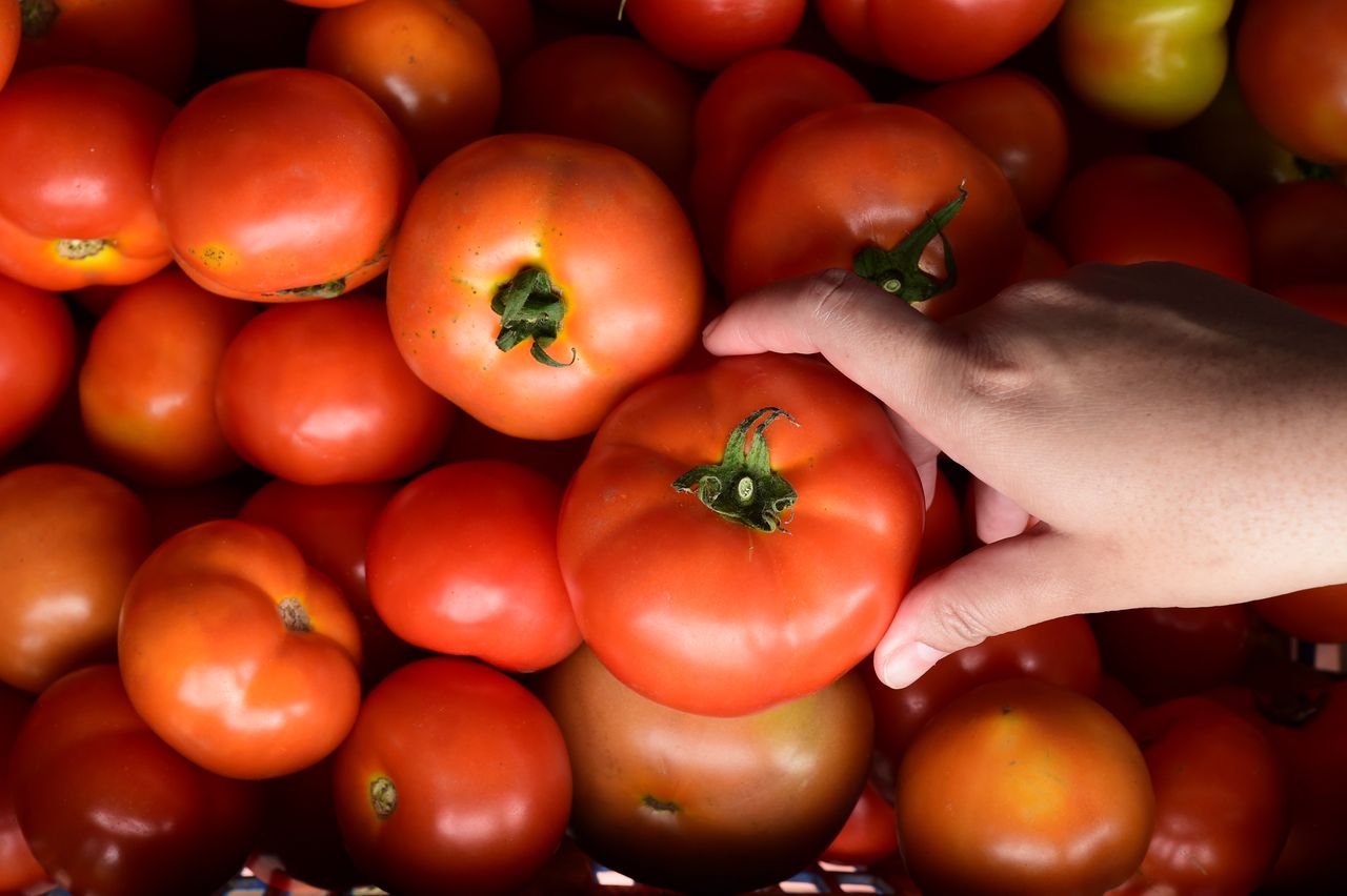 Tomatoes need to be stored properly.