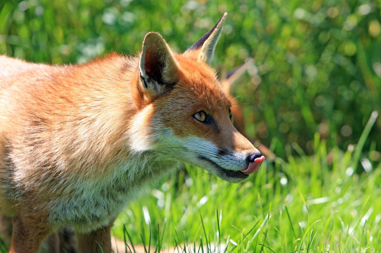 Firefox będzie zintegrowany z siecią Tor, dostanie „superprywatne” przeglądanie