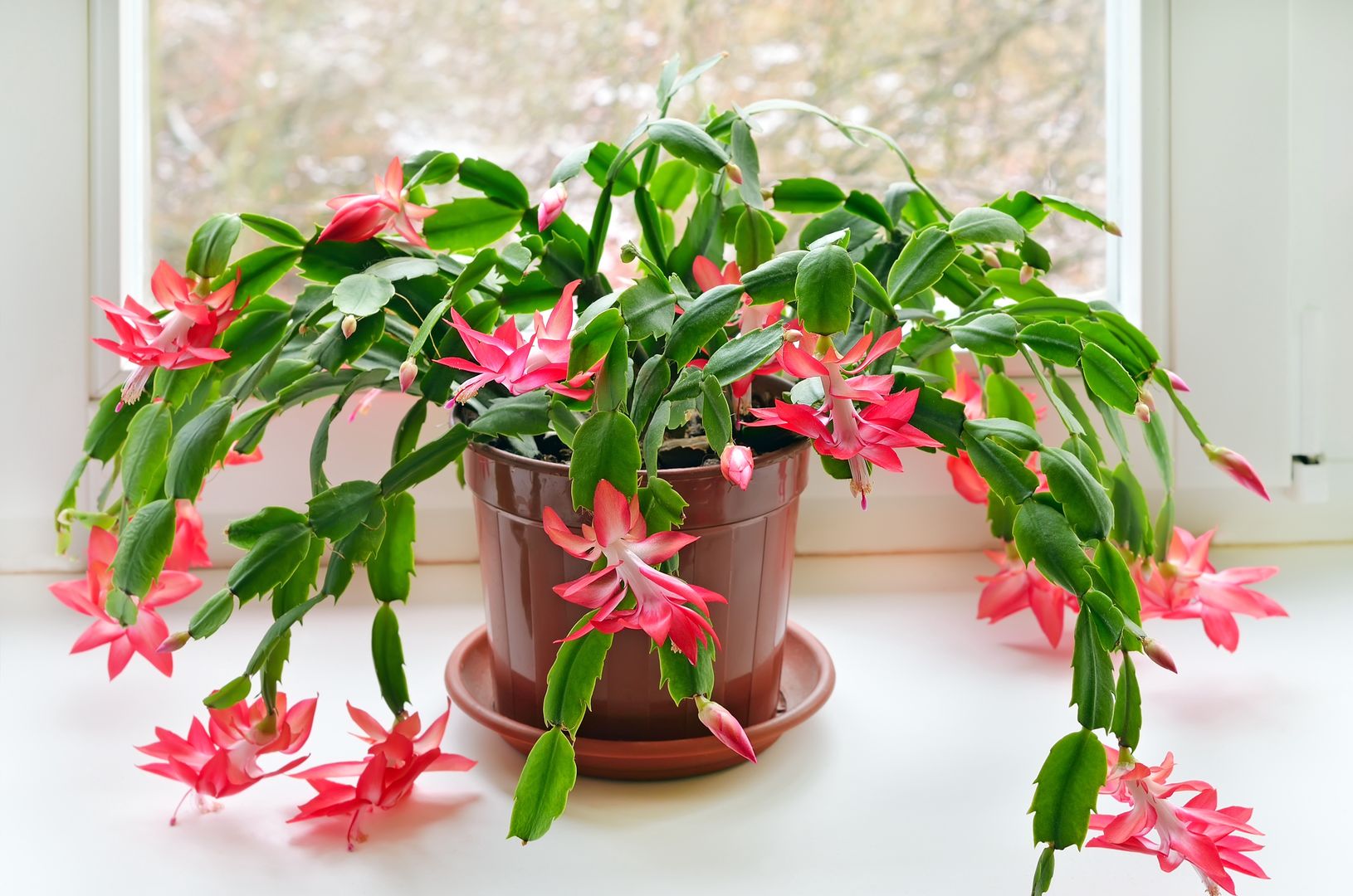 Schlumbergera