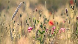 Właściwości lecznicze kwiatów polnych