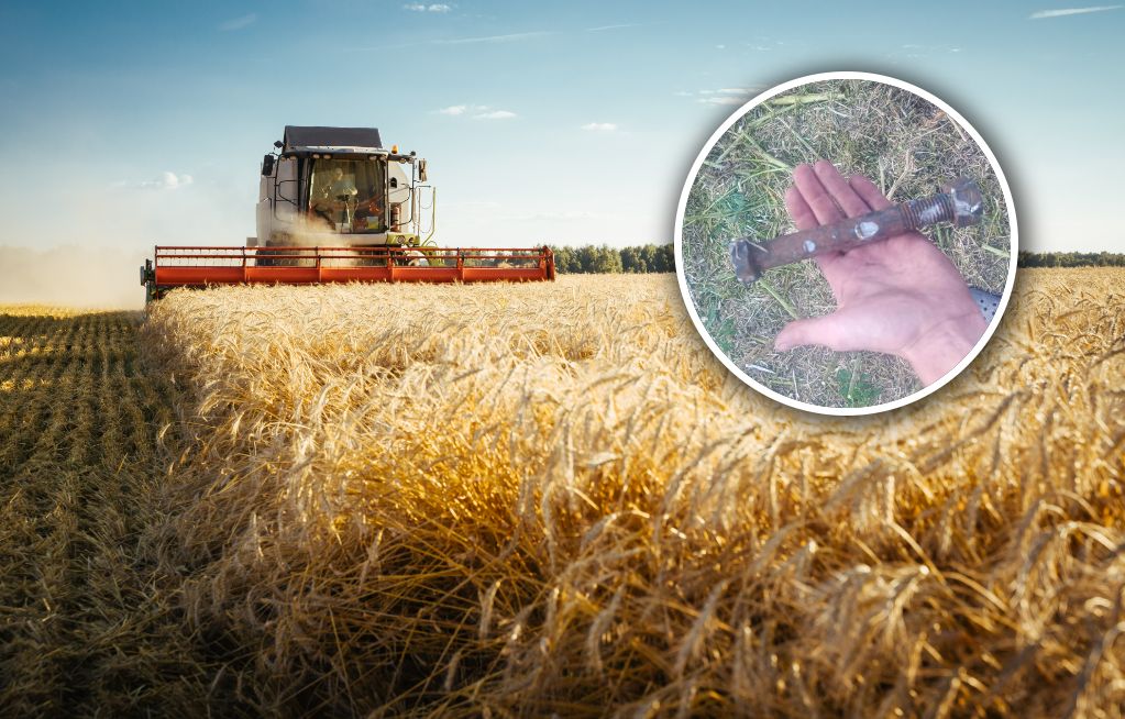 Znalazł "złote kolby na polu". Jest załamany. Ogromne straty rolnika