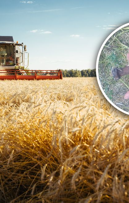 Znalazł "złote kolby" na polu. Straty idą w tysiące
