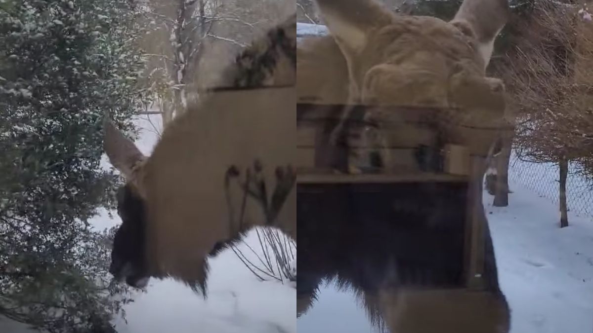 Mężczyzna zastał łosia obok swojego okna.