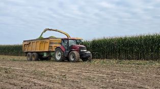 Termin zbioru kukurydzy kiszonkowej w 2025 roku