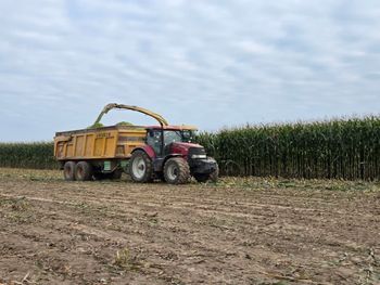 Termin zbioru kukurydzy kiszonkowej w 2025 roku