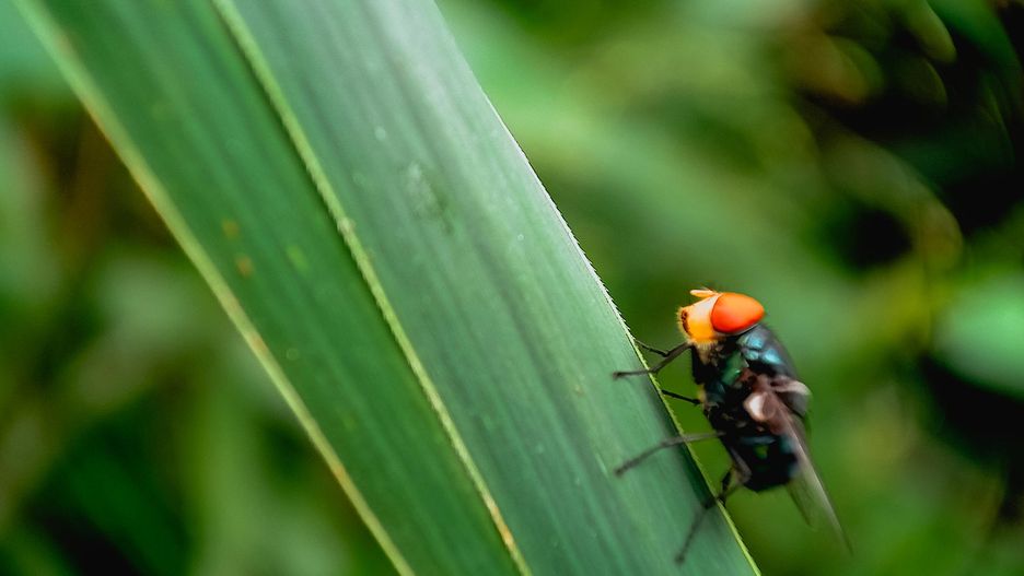 Mucha śrubowa wypatruje rannego zwierzęcia i składa jaja w uszkodzonych tkankach