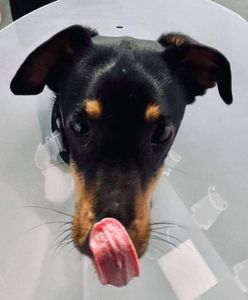 Wrocław. Bestialskie zachowanie Ireneusza I. Wyrzucił psa z czwartego piętra