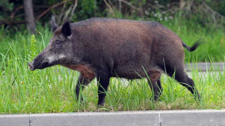 Wrocław. Dzik wtargnął do domu. Kobieta ma liczne obrażenia
