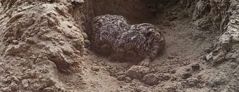 Spotkasz je w lesie? Nie dotykaj ich