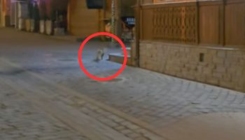 Aż uruchomiła nagrywanie. Szła Krupówkami. Nagle taki widok