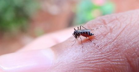 Rozcieńcz z wodą i spryskaj firany. Komary uciekną
