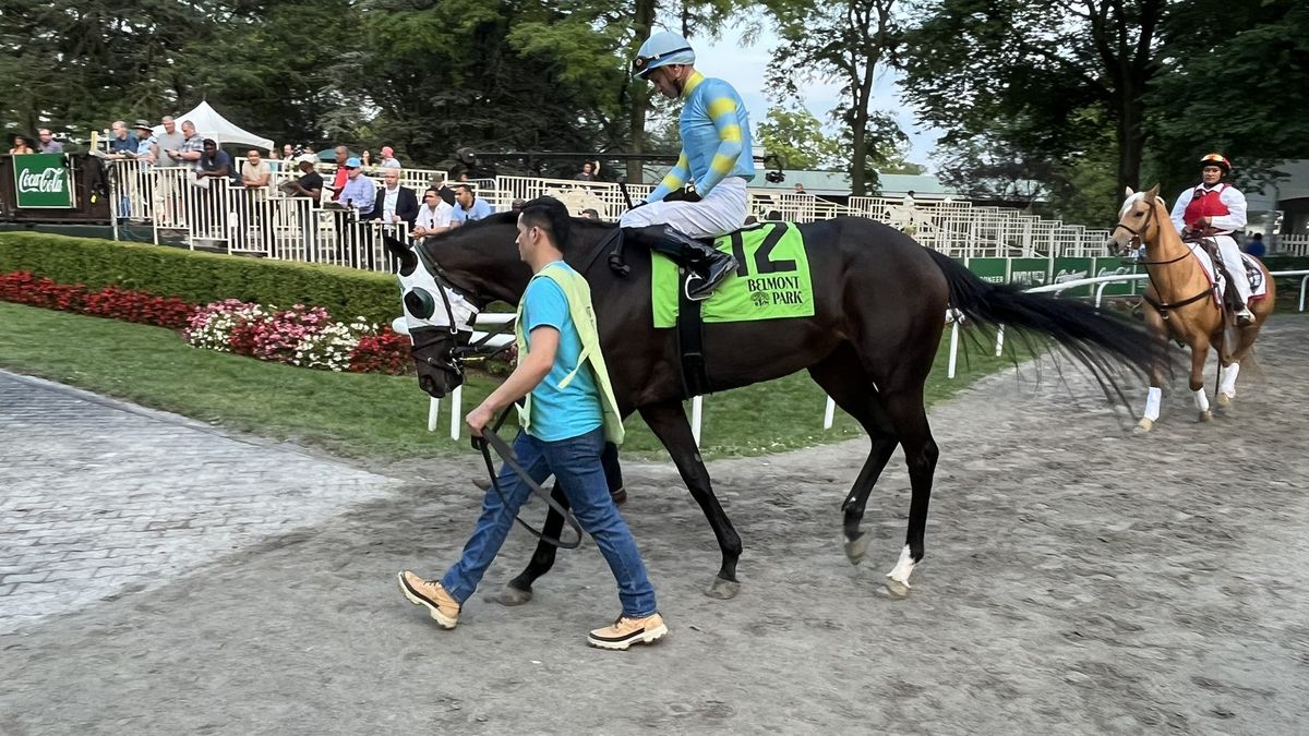 Na zdjęciu: jeden z koni, który zginął