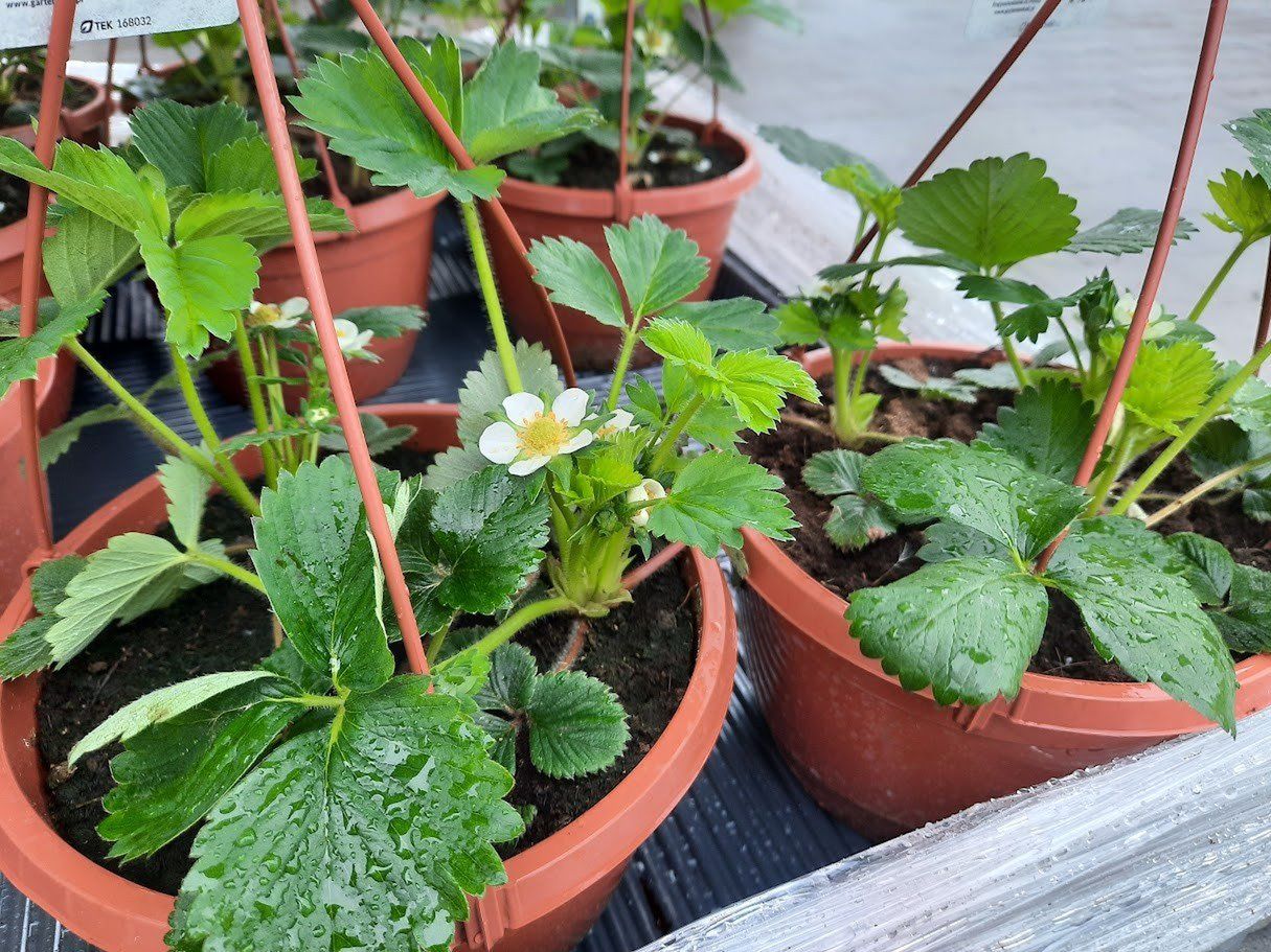 truskawki na balkon