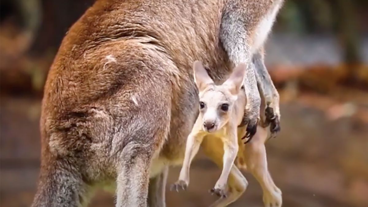 Mały kangur pierwszy raz opuścił torbę mamy