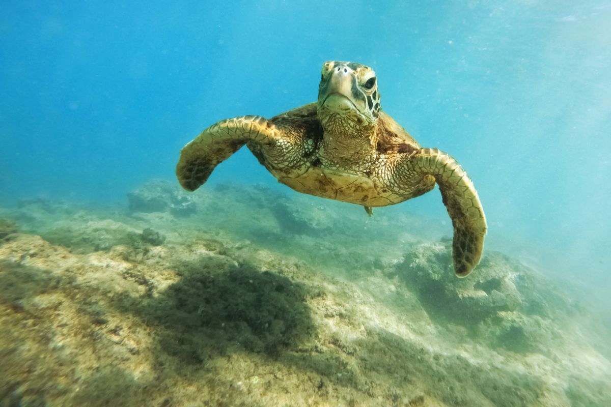W USA znaleziono dwugłowego żółwia morskiego (zdjęcie ilustracyjne) 