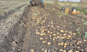 Zaprasza na samozbiory ziemniaków. "Liczymy na waszą obecność". Oto cena