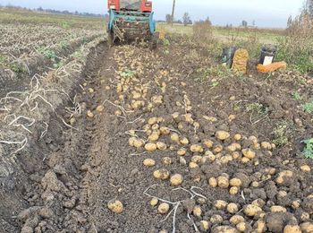 Zaprasza na samozbiory ziemniaków. "Liczymy na waszą obecność". Oto cena